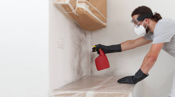 Professional Attic Mold Removal technician working in Hudson, MA