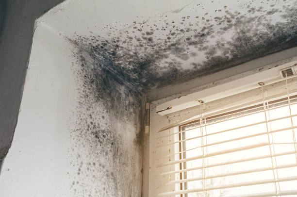 Affordable Mold Cleanup solutions in Hudson, MA